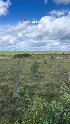 Riisa bog boardwalk